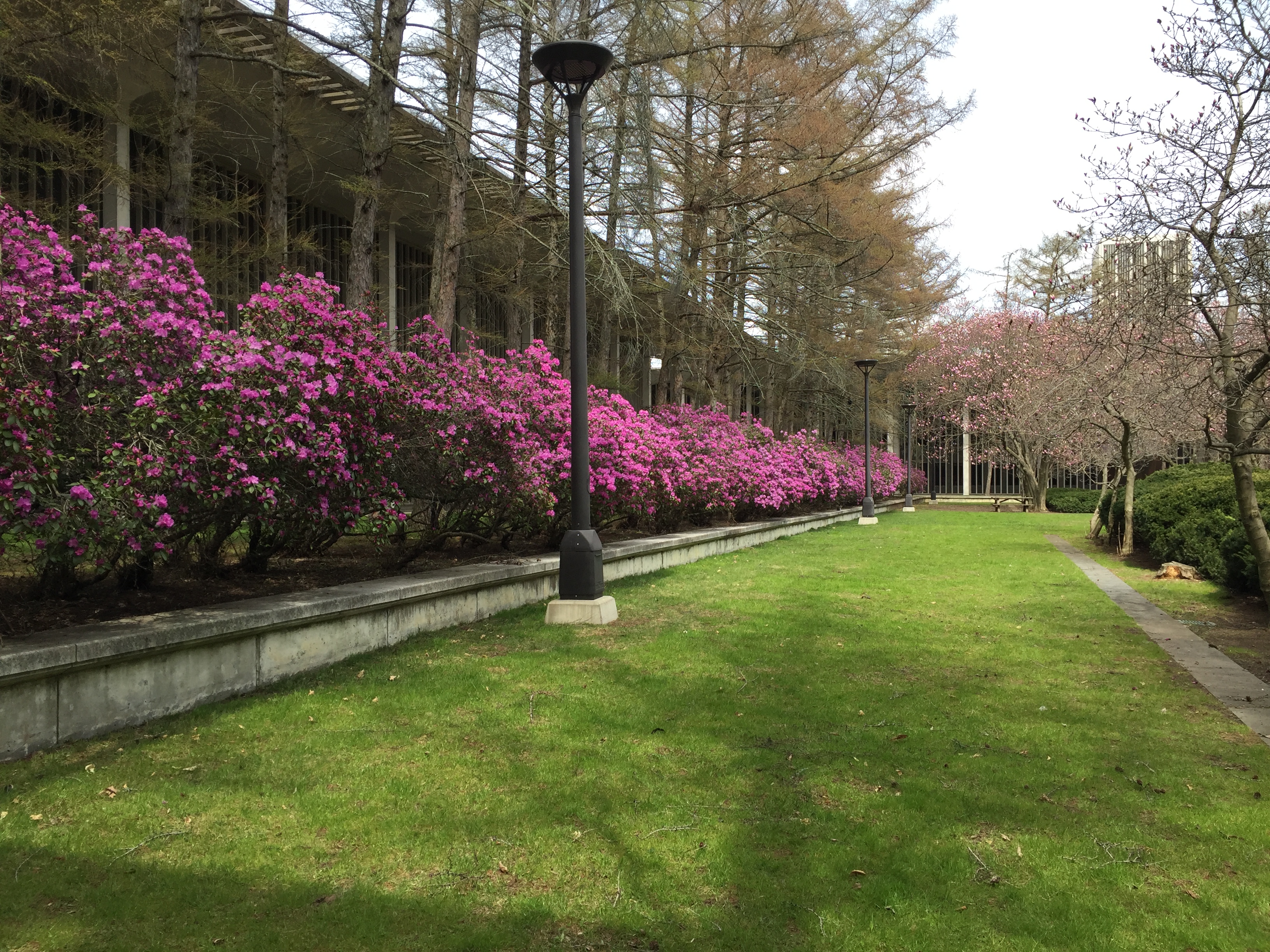 The garden behind the University Libraries