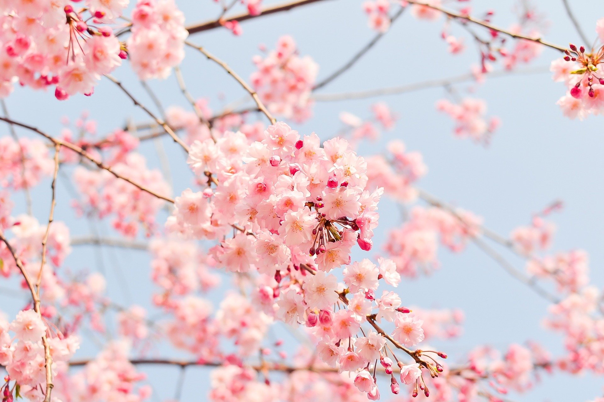 Pink cherry blossom buds and a blue sky