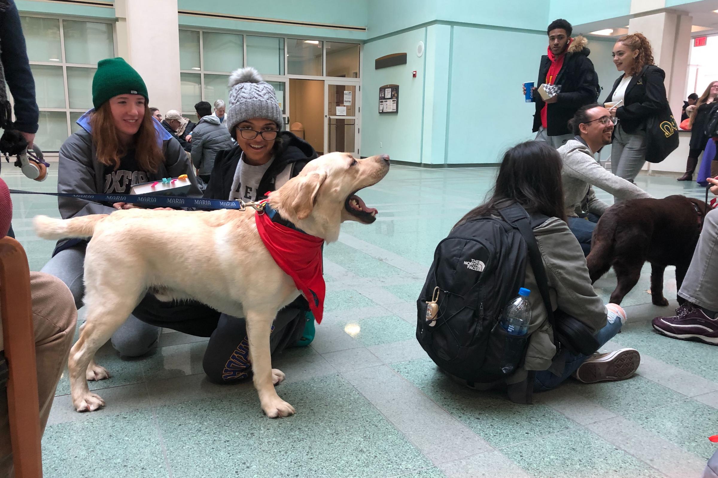 Therapy dog greets arrivals 
