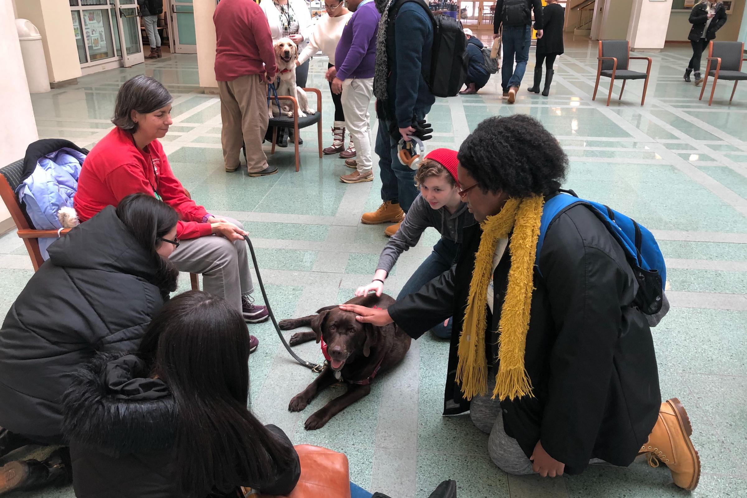 Students enjoy a visit from therapy dogs