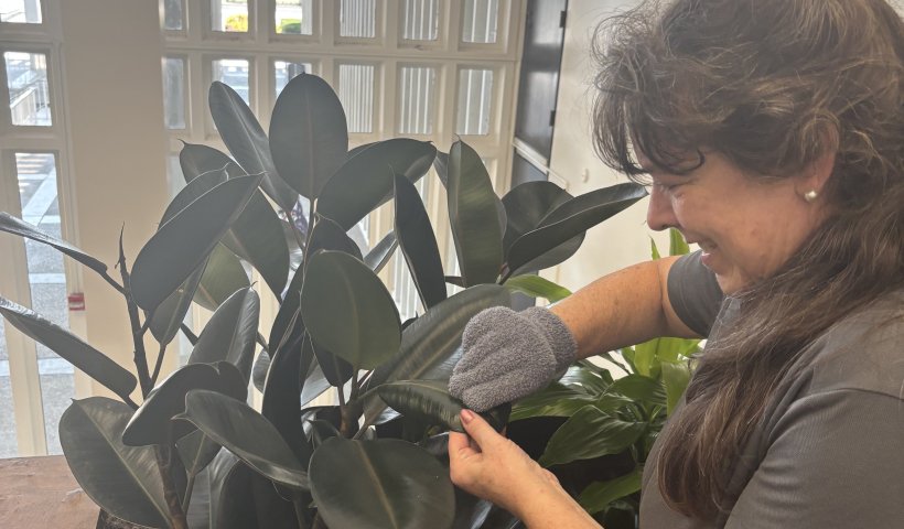 A woman in a gray polo shirt tends to plants in the University Library
